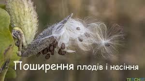 Плід .Способи поширення.