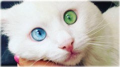 0401qwua-8df2-241x135.png