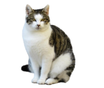 0401qxpm-b853-210x177.png