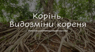 Корінь, його будова та функції. Видозміни кореня. Мінеральне живлення.