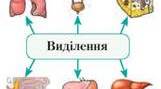  Виділення