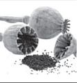 0401r2f4-0554-110x118.png