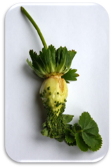 0401r33s-6c45-161x240.png