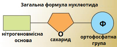нуклеотид.png