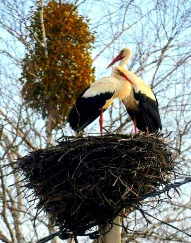 Возможно, это изображение птица и природа