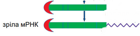 0401rbx4-9530-453x116.png