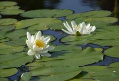 0401rcl1-a4d9-241x165.jpg