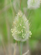 0401rcne-04b3-137x183.jpg