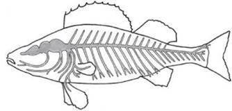 https://subject.com.ua/lesson/biology/7klas_2/7klas_2.files/image044.jpg
