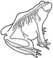 https://subject.com.ua/lesson/biology/7klas_2/7klas_2.files/image045.jpg