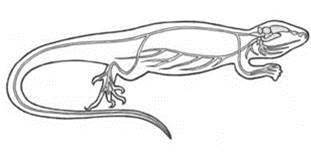https://subject.com.ua/lesson/biology/7klas_2/7klas_2.files/image046.jpg
