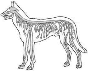 https://subject.com.ua/lesson/biology/7klas_2/7klas_2.files/image047.jpg