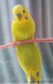 0401rkud-1cb2-53x84.png