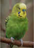 0401rkv0-a483-67x94.png