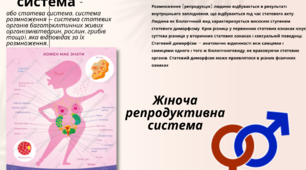 Репродуктивна система - плакат