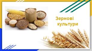 "Зернові культури" - презентація
