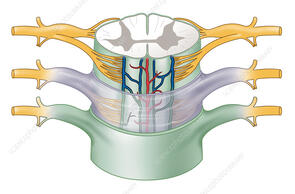 Spinal cord membrane anatomy, artwork