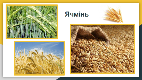 Зернові культури (1 частина) | Урок на 3 завдання. Я досліджую світ