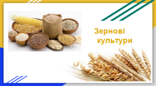 Зернові  культури (3 частина)
