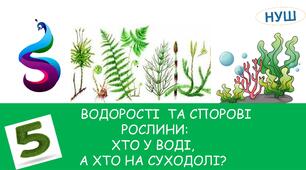 Презентація на тему: " ВОДОРОСТІ  ТА СПОРОВІ РОСЛИНИ:ХТО У ВОДІ, А ХТО НА СУХОДОЛІ"
