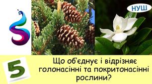 Презентація на тему : Що об’єднує і відрізняє голонасінні та покритонасінні рослини?