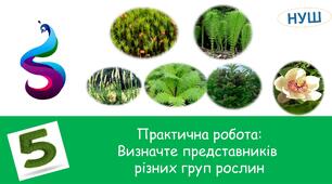 Презентація на тему: " Практична робота:Визначте представників різних груп рослин "