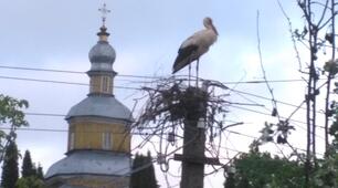Всеукраїнський юнацький фестиваль «В об’єктиві натураліста - 2023 » на тему: «Дика природа», номінація «Відео» Назва роботи: «Лелека – символ України»