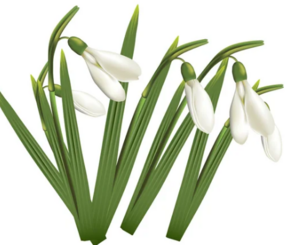 0401sbtk-9573-290x245.png