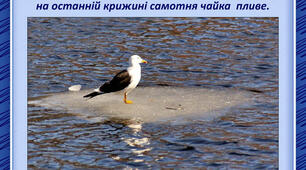 Ліна Костенко "Чайка на крижині", "Крила".
