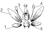 0401sevi-9431-172x121.png
