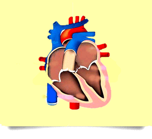 D:\Documents and Settings\Рада\Мои документы\esquema-corazon-humano.gif