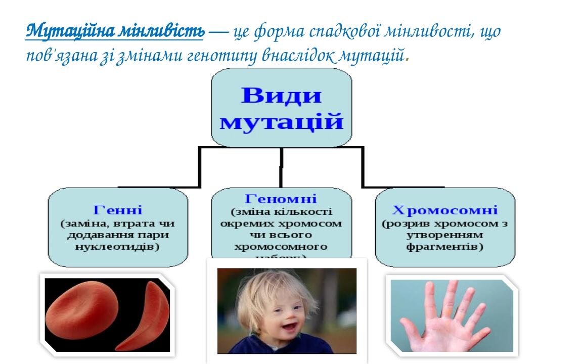 Мутаційна мінливість — це форма спадкової мінливості, що пов'язана зі змінами генотипу внаслідок мутацій.