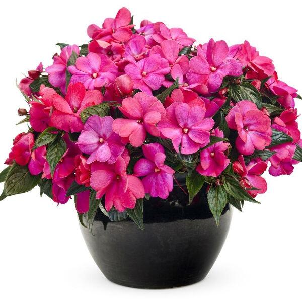 Бальзамін кімнатний / Impatiens - догляд, фото, вазон - каталог кімнатних рослин