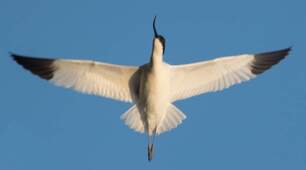 Покриви тіла тварин