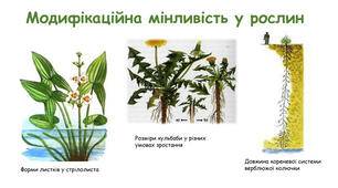 10 клас Модифікаційна мінливість
