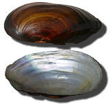 0401sw10-fce7-161x151.jpg