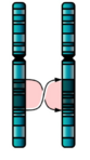 0401sxz1-b739-83x148.png
