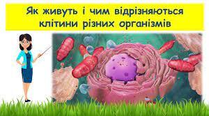 Презентація "Як живуть і чим відрізняються клітини різних організмів"