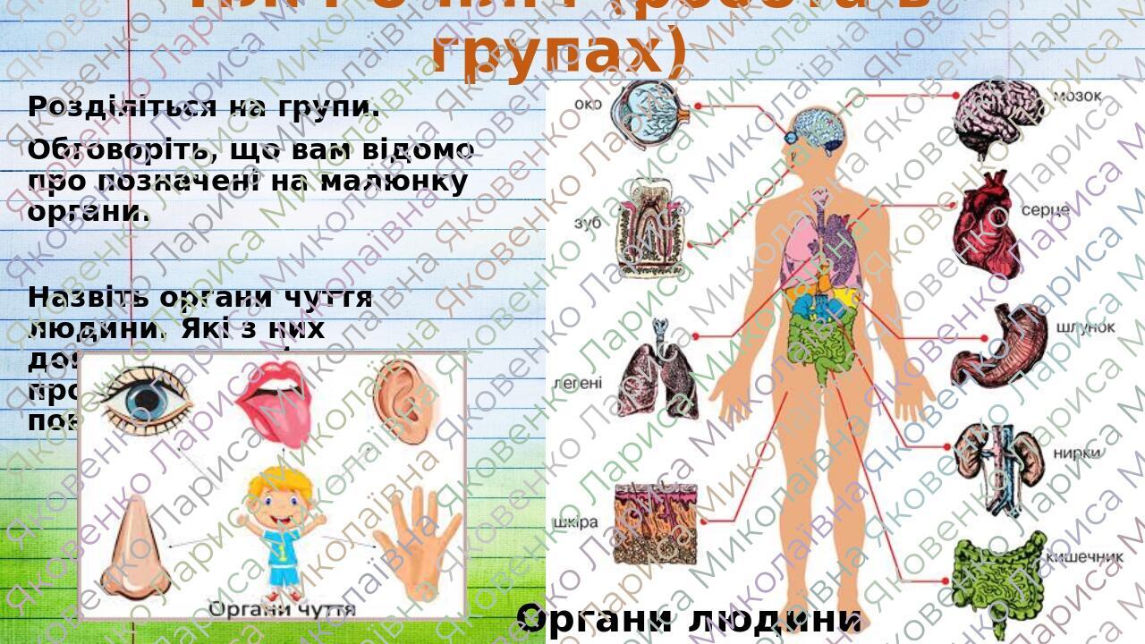 Організм людини: внутрішні органи і шкіра."Пізнаємо природу", 5 клас ...