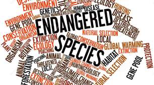 Endangered Species of Animals