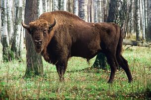 Зубр, или Европейский бизон (Bison bonasus) – Мир Знаний