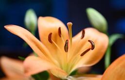 0401tgqt-2f44-257x164.jpg