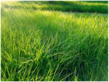 0401tj98-f051-216x163.png