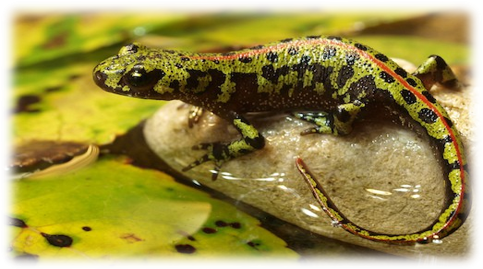 0401tl6f-1c68-483x269.png