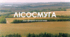 Дослідження екосиситеми | Лісосмуга