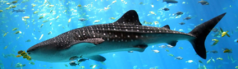0401tqtl-4869-238x69.png