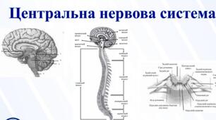 Головний та спинний мозок
