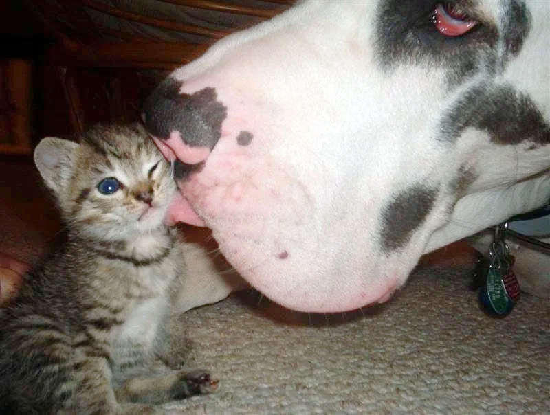 Цуцик лиже кошеня