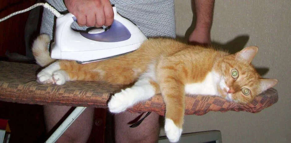 глажу котика