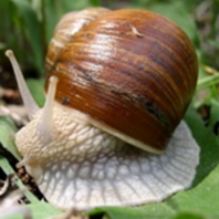0401ttbj-2c73-198x198.png